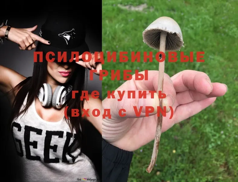 Псилоцибиновые грибы Psilocybe  Нижнекамск 